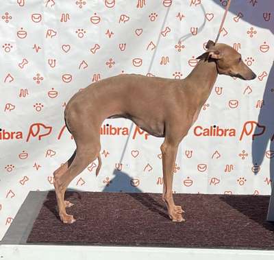Canis Nobilitas Reana