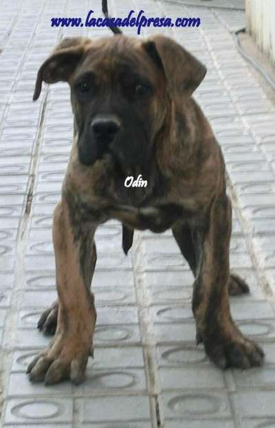 ODIN DE CASA DEL PRESA