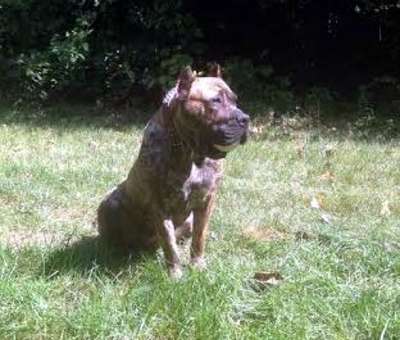 ATHENA DE GUARDIAN BULL
