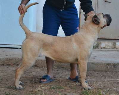 BOCA NEGRA DE VIKING GUARD KENNEL