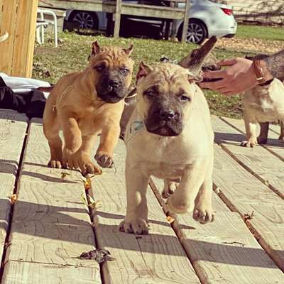 ONLY THE FAMILY KENNELS EL GUAPO