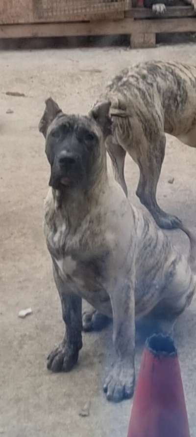 YOKI PRESA GANG KENNEL