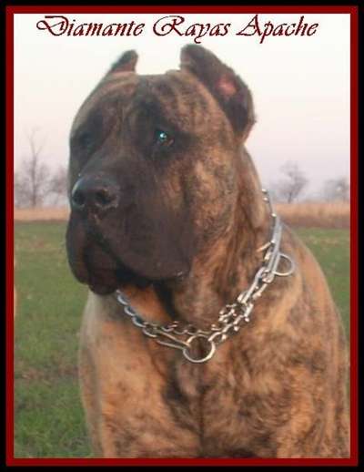 DIAMANTE RAYAS APACHE