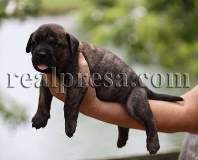 DILLON DE CABEZA GRANDE