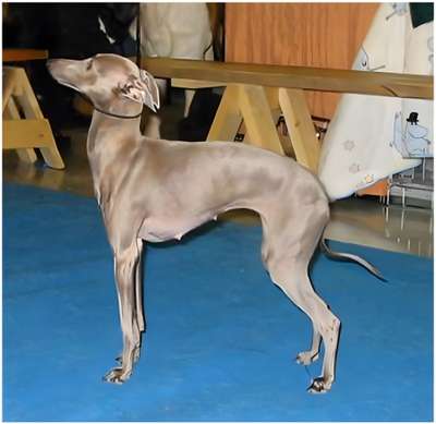 Abolla Caro Perla Grigio