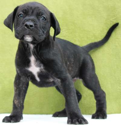 CROM DE PEYRE KENNELS