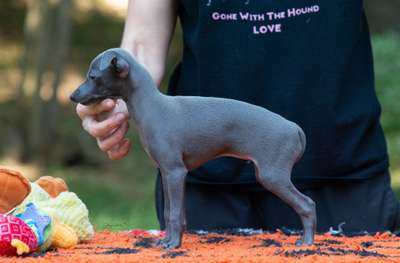 Une Adorable Chipie De Magistris
