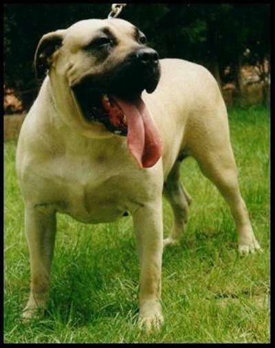 IRA DE DOG REAL