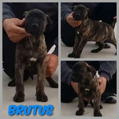 FEARLESS GUARDIAN'S BRUTUS