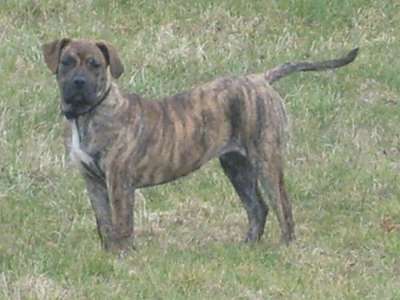 ASTRIZ DE IMPERIAL CAN