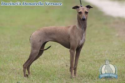 Davinci's GV Donatella Versace