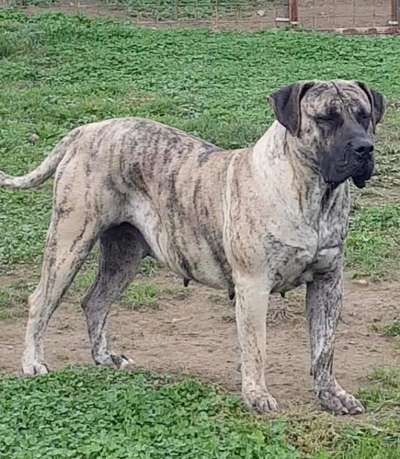 VEGA EL AUTENTICO CANARIO