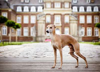 Dandy La Dolce Vita Caramel