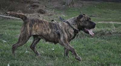 RED SONIA DE IRON PRESS KENNEL