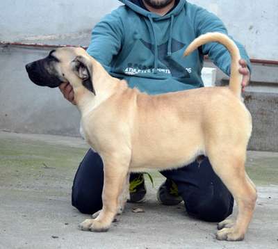 DANTE DE MILKY WAY LUDUS