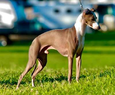 Caliente's Maker's Mark Of Bravehound