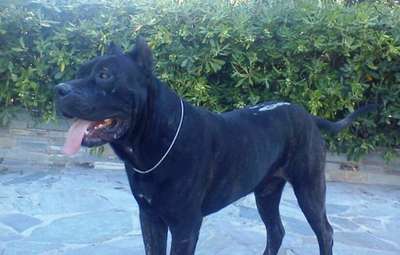 CID DE KING ZULU