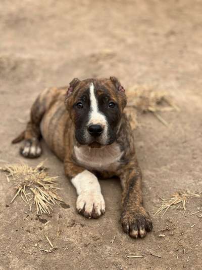 SHAMROCK CHAJLLA PERRO DE PRESA
