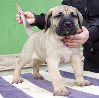 DON BULLSARA DEL PEMBA