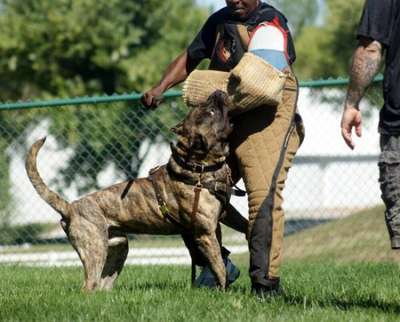 D&G'S SUPERMAN (KILO)