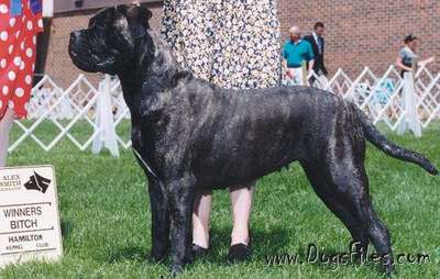 KNATCHBULL'S ABBY GAL OF OLAVI