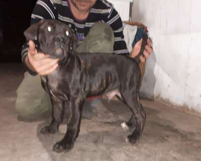 CARLOS DE BMK DEVILS