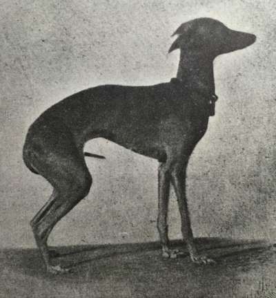 Biche Vom Albansberg