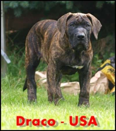 DRACO NUESTRA SANGRE