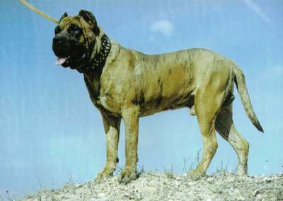 GUANCHE DE NIVARIA SUR