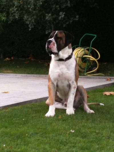 ROSENDO I DE KING ZULU