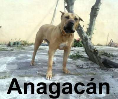 TARA DE ANAGACAN