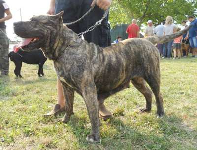 ROMANIA BULLSARA DEL PEMBA