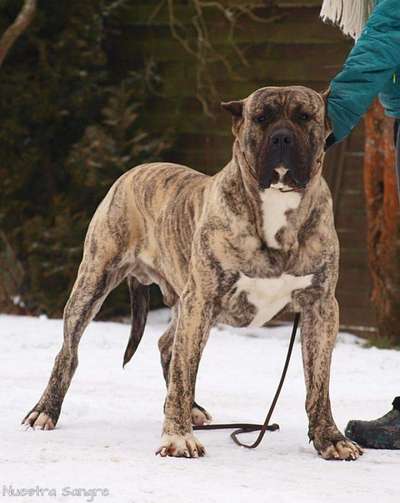 WHITE PAW NUESTRA SANGRE