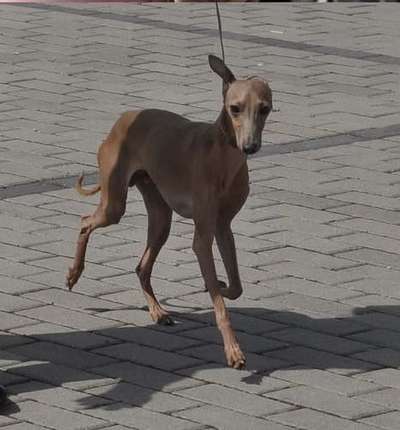 Casanova Bursztynowa Bona