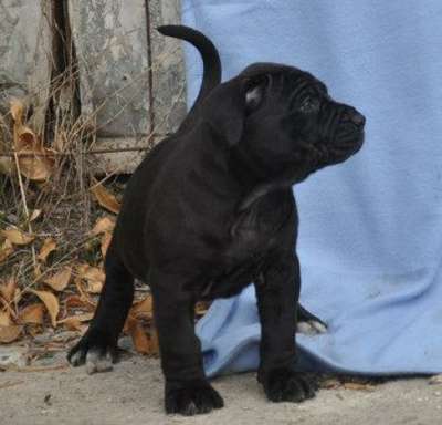 PRESA'S SPIRIT A-KAMO