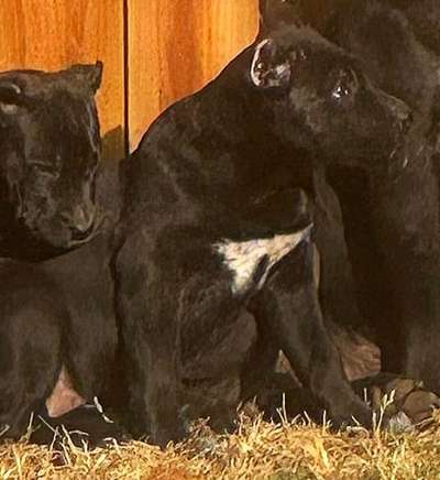NOVA WESTSIDE KENNELS