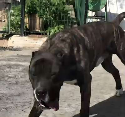ROMEO DE PRESACAN