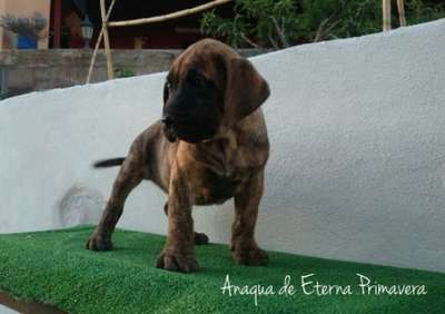 ANAQUA DE ETERNA PRIMAVERA
