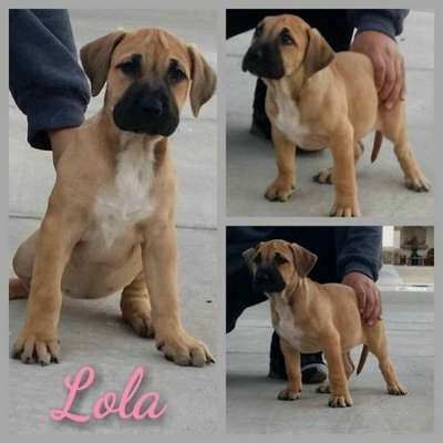 FEARLESS GUARDIAN'S LOLA