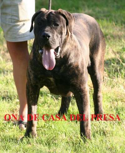 ONA DE CASA DEL PRESA