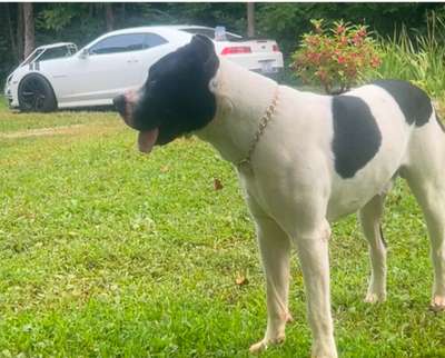BRUTUS DE RAW KENNELS