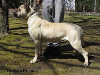 HANNAH OF TALL OAKS