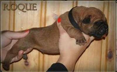 ROQUE NUESTRA SANGRE