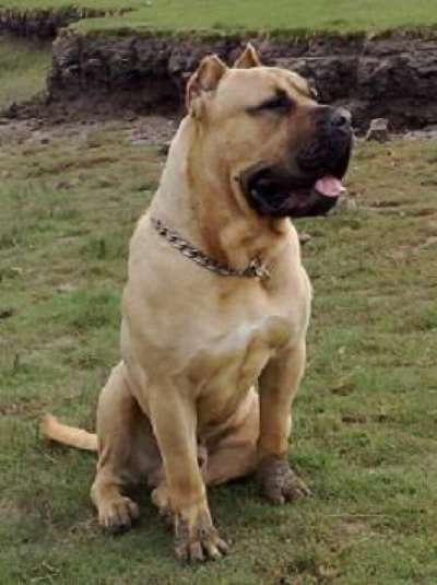 NABUCO DE RANCHO BRAVO