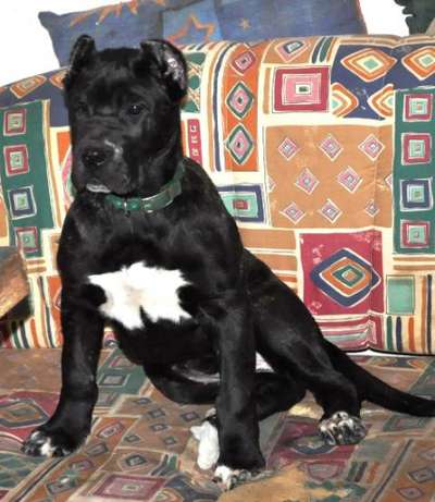 BRUJA DE PHOENIX BULL