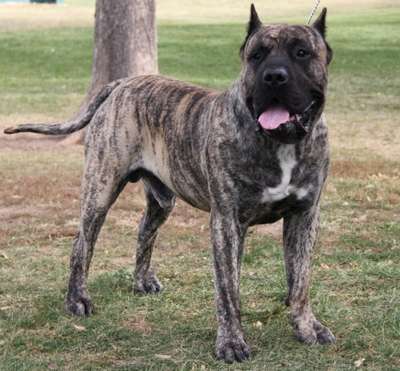 BRAVO KENNEL'S DYNO