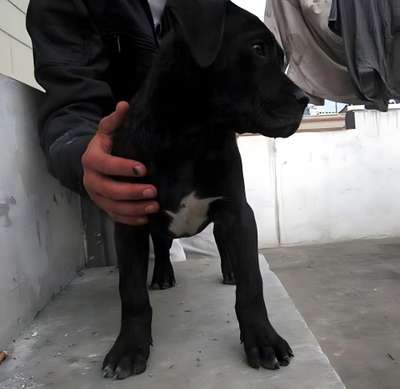 ASHACK DE PEYRE KENNELS