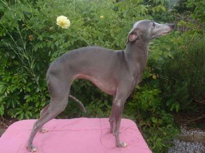 Sumainana Grey Hera
