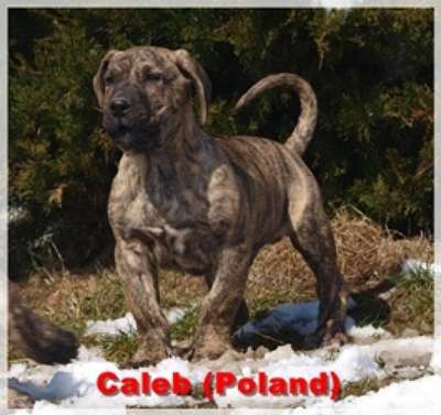 CALEB NUESTRA SANGRE