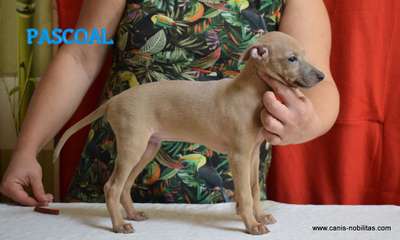 Canis Nobilitas Pascoal